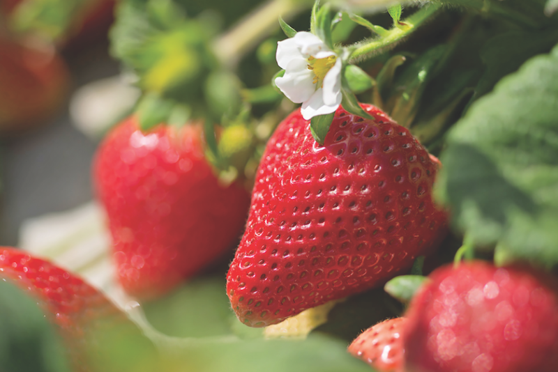 Berries
